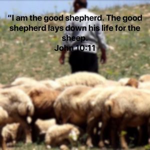 Are You A Shepherd? – Living Like Christ Through Our Actions